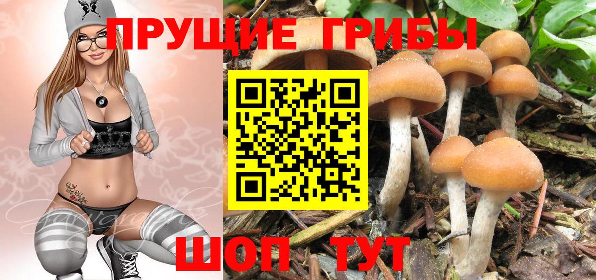 Псилоцибиновые грибы мухоморы Горно-Алтайск